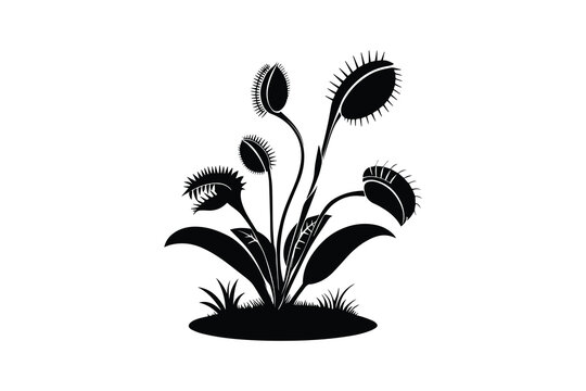 Venus Flytrap Plant Silhouette on White Background