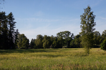 Wide grassy meadow under clear blue sky with trees along the edges, capturing a peaceful rural summer landscape.