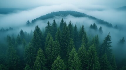 Aerial view of a dense evergreen forest shrouded in thick atmospheric fog with misty mountains in the background