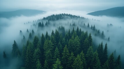 Obraz premium Aerial view of a dense evergreen forest shrouded in thick atmospheric fog with misty mountains in the background