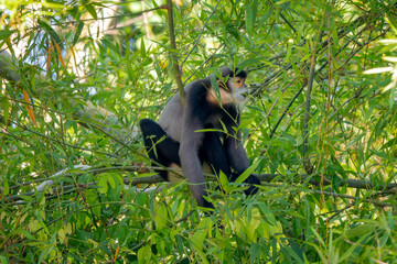 Black-shanked Douc Langur - Pygathrix nigripes, beautiful Critically Endangered native to forests...