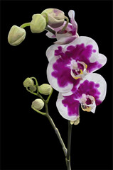 vector image of moon orchid flower on a black background