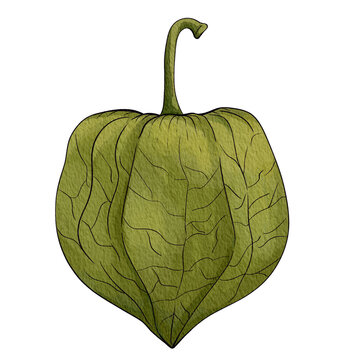 gooseberry01