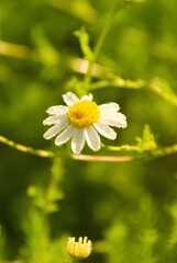 Anthemis cotula, stinking chamomile
