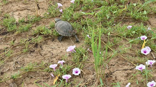 The snail eating turtle living in the nature. This turtle is freshwater species of turtle in Malayemys genus of the family Geoemydidae.