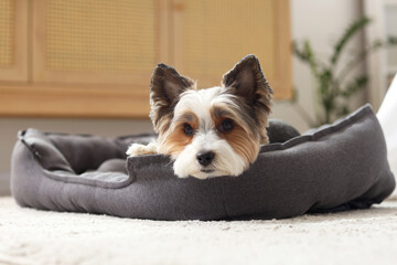 Adorable Biewer Terrier dog lying in pet bed at home