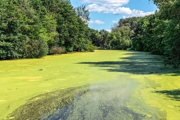 Dense algae bloom covering Sukha Lokhvytsia River surface in Lokhvytsia, Poltava region, Ukraine. Green aquatic vegetation creates natural patterns in calm waters surrounded by forest