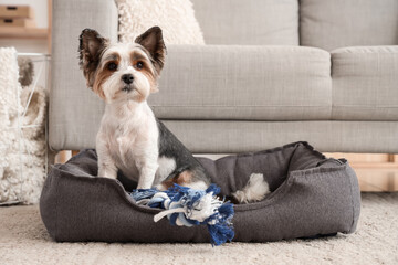 Cute Biewer Terrier dog with toy lying in pet bed at home