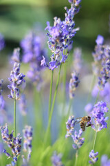 Field of blooming lavender. Close-up of lavender bushes with selective focus. Lavender on a sunny day. Aromatherapy. Natural background. Growing lavender bushes