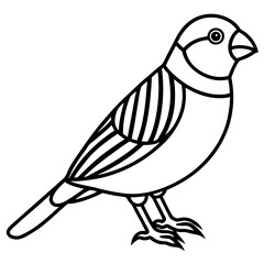 Obraz premium Zebra Finch Outline Bird Vector