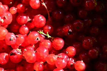 Red currant berries in a white bowl, close-up.
