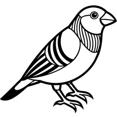 Zebra Finch Outline Bird Vector