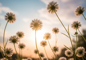 Obraz premium Sunlit Dandelion Seed Heads Silhouetted Against a Cloudy Sky at Sunset