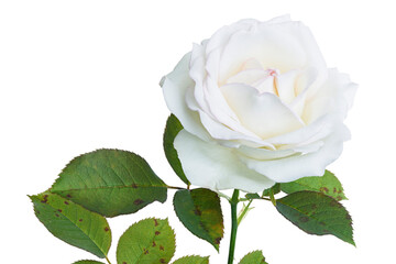 White rose flower, Blooming rose flower isolated on white background, with clipping path   