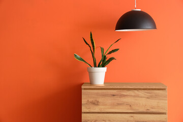 Houseplant on chest of drawers near orange wall in interior of living room, closeup