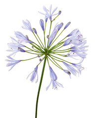 Agapanthus flower ,Lily of the Nile, African Blue Lily flower, in purple-blue shade isolated on white background