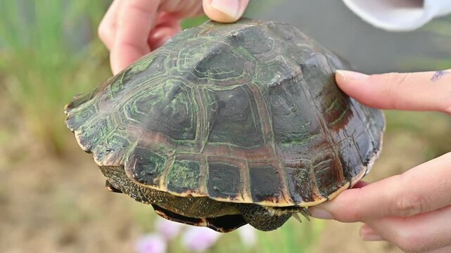 Someone holding a snail eating turtle with leeches and parasite living on turtle shell. Leeches are known for parasitizing vertebrates by sucking their blood.