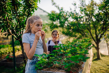 Obraz premium Girls eating freshly picked strawberries in orchard