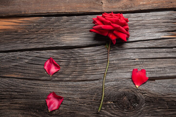 Red rose and petals on a rustic wooden background. No people.
