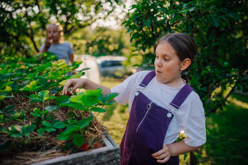 Girl harvesting strawberries in garden with surprise expression