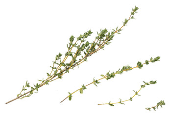 Fresh thyme herb sprigs with vibrant green leaves and woody stems, isolated on transparent background, ideal for culinary, aromatic seasoning, kitchen herbs, natural, organic, detailed texture, herba