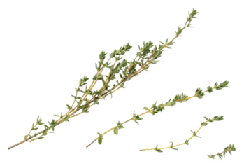 Fresh thyme herb sprigs with vibrant green leaves and woody stems, isolated on transparent background, ideal for culinary, aromatic seasoning, kitchen herbs, natural, organic, detailed texture, herba