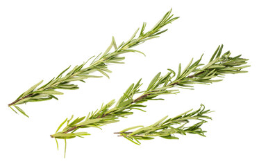Fresh organic rosemary herb sprigs isolated on transparent background, aromatic mediterranean culinary seasoning, green needlelike leaves, raw plant for cooking
