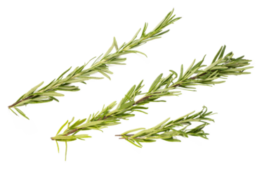 Fresh organic rosemary herb sprigs isolated on transparent background, aromatic mediterranean culinary seasoning, green needlelike leaves, raw plant for cooking