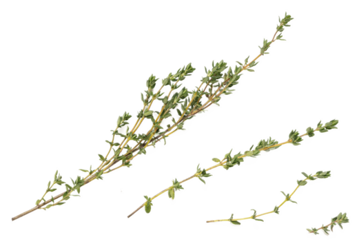 Fresh thyme herb sprigs with vibrant green leaves and woody stems, isolated on transparent background, ideal for culinary, aromatic seasoning, kitchen herbs, natural, organic, detailed texture, herba