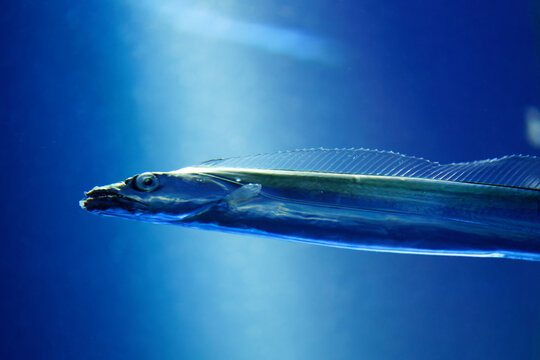 Japanese cutlassfish or largehead hairtail (Trichiurus lepturus) or beltfish is a member of the cutlassfish family, Trichiuridae.