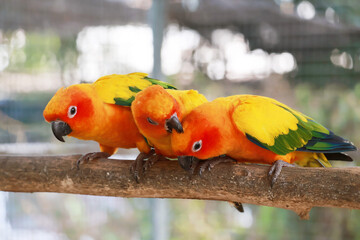 Sun Conure couple preening it's love one, a vibrantly colored parrot native to northeastern South...