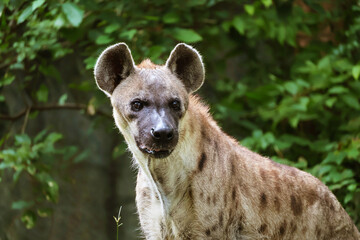 Closeup of a male Spotted Hyena whose nickname is Laughing Hyena
