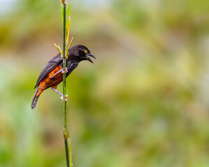 A Chestnut and black Weaver