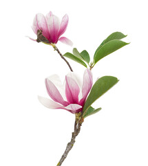Purple magnolia flower, Magnolia felix isolated on white background, with clipping path 