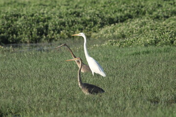 Fototapeta premium Heron