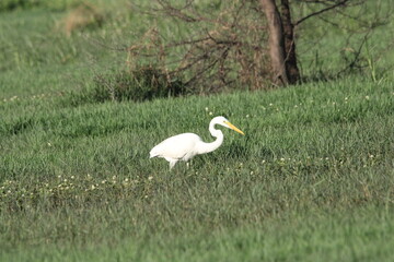 Fototapeta premium Heron