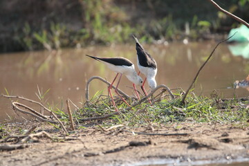 Water Birds