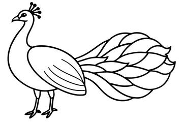 Royal Peacock Sketch