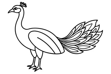 Royal Peacock Sketch