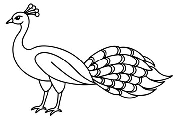 Royal Peacock Sketch