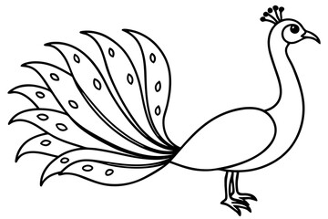 Royal Peacock Sketch