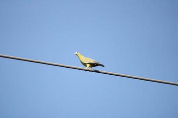 Green Pigeon