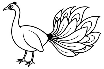 Royal Peacock Sketch