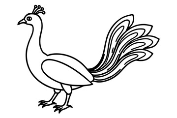 Royal Peacock Sketch