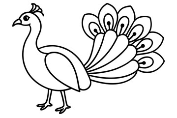 Royal Peacock Sketch