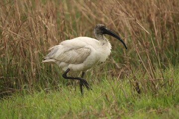 Fototapeta premium Ibis