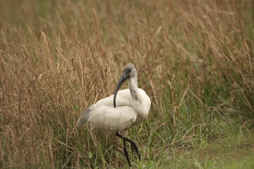 Ibis