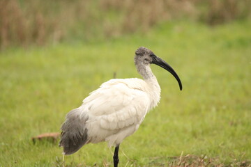 Ibis
