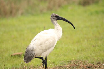Ibis