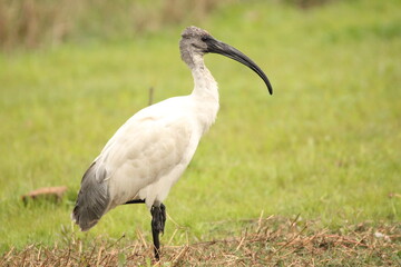 Ibis